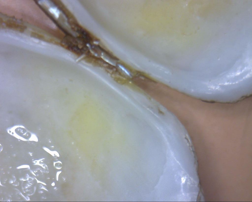 Bivalve per identificare